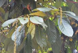 Image result for Paracroton pendulus