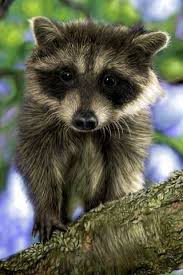 Raccoon In A Tree Animals Animals Beautiful Cute Animals