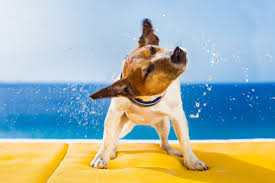 Why Do Dogs Shake Tremble Or Shiver Cesar S Way