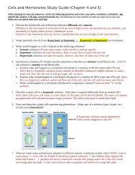 Solute exits the cell to equalize the concentration on both sides of the membrane. Cells And Membranes Study Guide Chapter 4 And 5