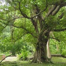 Image result for Diospyros crassiflora