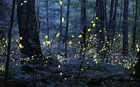 نتیجه جستجوی لغت [fireflies] در گوگل