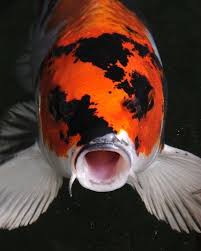 Pin By Torsten Muller On Koi Koi Fish Koi Carp Koi Fish Pond