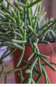 Interested in growing dancing bones? Dancing Bones Bottle Cactus In Pot Hatiora Salicornioides Stock Photo Alamy