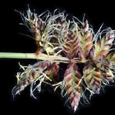 Image result for Pycreus nitidus