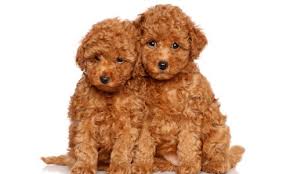 Our puppies come in a variety of sizes and colors. Ozioxekskvtrim