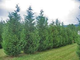Space the leyland at least 5 feet away from the nearest tree or shrub. Fast Growing Leyland Cypress Trees