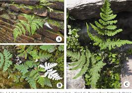 Image result for Aleuritopteris