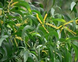 Image result for Acacia afra