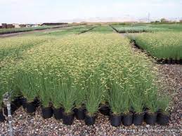Bouteloua gracilis 'blonde ambition' pp22048 is a stunning cultivar larger than the species. Bouteloua Gracilis Blonde Ambition P P 22048 Blonde Ambition Blue Grama Mountain States Wholesale Nursery