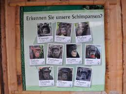 Hours, address, zoologischer garten magdeburg reviews: Zoologischer Garten Magdeburg Signage By Category Animals Chimpanzee