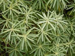 Image result for Euphorbia jubata