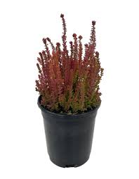 Image result for Calluna vulgaris