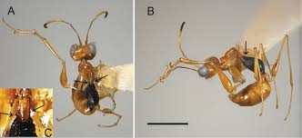 Image result for Gonatopus