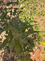 Image result for Ozoroa