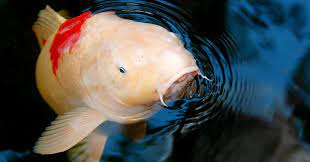Adding in a koi pond will immediately add a sense of peace and relaxation to your backyard. Pond Koi Stocking Guide How To Prepare Your Pond For Quality Koi