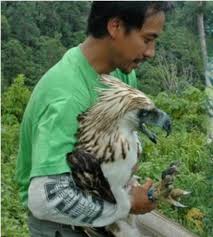 Access Denied Philippine Eagle Birds Of Prey Beautiful Birds