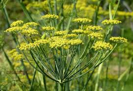 Image result for Foeniculum vulgare