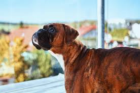 Best Boxer Breeders In California Where To Find Boxer Puppies For Sale