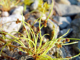 Image result for Plinthus cryptocarpus