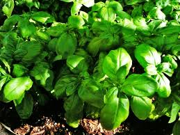 Check spelling or type a new query. All About Herbs