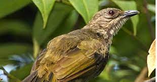 Cica daun atau nama umunya green leaf bird, dikenal dikalangan penggemar burung berkicau sebagai cucak hijau. Burung Cucak Lumut Jantan Dan Betina Suara Burung Cucak Lumut Gacor Banyak Ciri2 Yang Kemungkinan Bisa Di Janeiro15