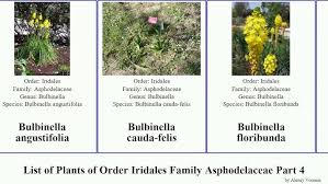 Image result for Bulbine asphodeloides