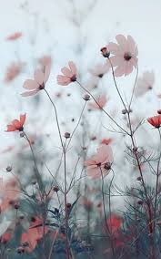 Pink Floral Flower Iphone Wallpaper Flower Phone Wallpaper Flower Aesthetic