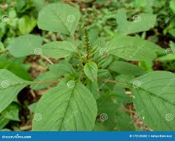 Image result for Amaranthus spinosus
