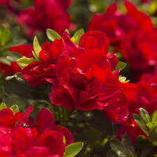 Encore Azalea Azaleas Landscaping Flower Landscape Blooming Plants