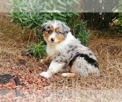 Our listings are from top breeders from around the country. View Ad Australian Shepherd Puppy For Sale Near California Chula Vista Usa Adn 233511