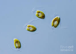 Image result for Peponium sp. A