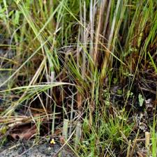 Image result for Xyris parvula