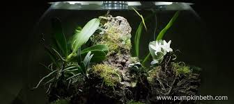 See more ideas about glass terrarium, terrarium, geometric. Fwhiokpzttoc8m