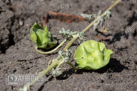 Image result for Dicerocaryum senecioides
