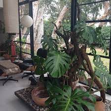 Eames House Indoor Plants Gardens