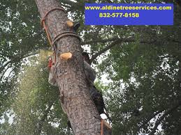 Trees are a valuable part of nature. How Much Does It Cost To Remove A Large Tree Hanging Over My Home