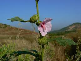 Image result for Urena