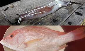 Saiz mata bergantung kepada tempat atau kolam berbayar tersebut. Umpan Terbaik Ikan Merah Mata Hitam Umpan