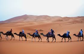 Find the golden camel in desert. A Night Under The Stars In The Sahara Desert Studentuniverse Travel Blog