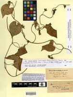 Image result for Ipomoea tenuirostris