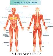 There are approximately 640 skeletal muscles within the typical human, and almost every muscle constitutes one part of a pair of identical bilateral muscles, found on both sides, resulting in approximately 320 pairs of muscles. Muscle Diagram German Text Male Body Muscle Chart German Labeling Most Important Muscles Of The Human Body Colored Canstock