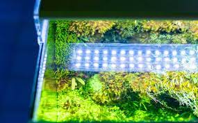 For the plants, you plan to grow under led light, note down their basic needs to grow healthy. Top 10 Best Led Light For Planted Aquarium 2021 Tom Aquarium