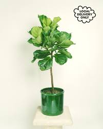 Image result for Cyphostemma tenuissimum