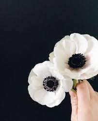 Super Flowers Tattoo Minimalist Black And White 57 Ideas Anemone Flower White Poppy Flower White Anemone