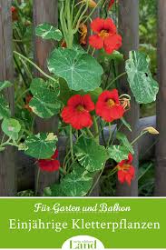 Einjahrige Kletterpflanzen Kapuzinerkresse Kletterpflanzen Einjahrige Kletterpflanzen Kapuzinerkresse Pflanzen