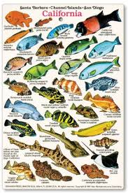 Fishcardscom California And Baja Fish Identification Card