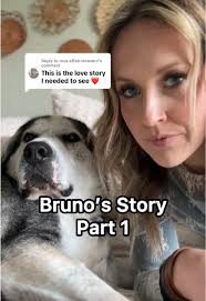 Bruno and Ollie Update German Shepherds