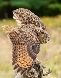 We did not find results for: Horned Owl Wikiwand