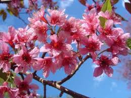 Image result for Prunus cerasoides